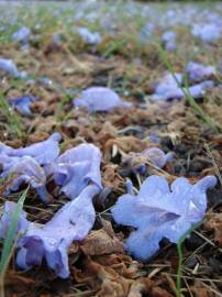 Fotografia da espécie Jacaranda mimosifolia