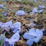 Fotografia 10 da espécie Jacaranda mimosifolia do Jardim Botânico UTAD