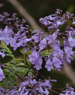 Fotografia 11 da espécie Jacaranda mimosifolia no Jardim Botânico UTAD