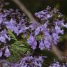 Fotografia 11 da espécie Jacaranda mimosifolia do Jardim Botânico UTAD