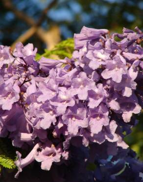 Fotografia 12 da espécie Jacaranda mimosifolia no Jardim Botânico UTAD