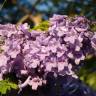 Fotografia 12 da espécie Jacaranda mimosifolia do Jardim Botânico UTAD