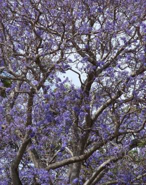 Fotografia 13 da espécie Jacaranda mimosifolia no Jardim Botânico UTAD