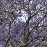 Fotografia 13 da espécie Jacaranda mimosifolia do Jardim Botânico UTAD