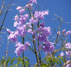 Fotografia da espécie Jacaranda mimosifolia