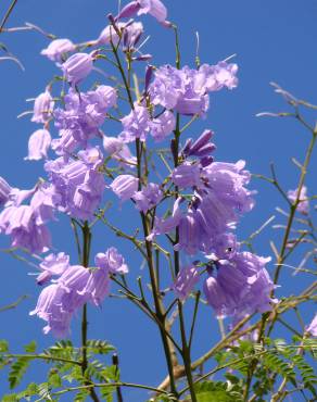 Fotografia 14 da espécie Jacaranda mimosifolia no Jardim Botânico UTAD