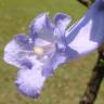 Fotografia 16 da espécie Jacaranda mimosifolia do Jardim Botânico UTAD