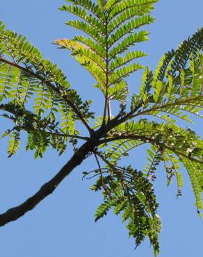 Fotografia 18 da espécie Jacaranda mimosifolia no Jardim Botânico UTAD