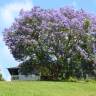 Fotografia 19 da espécie Jacaranda mimosifolia do Jardim Botânico UTAD