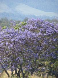 Fotografia da espécie Jacaranda mimosifolia