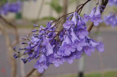 Fotografia da espécie Jacaranda mimosifolia