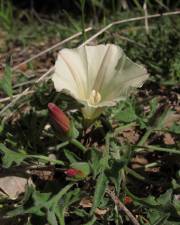 Fotografia da espécie Calystegia collina