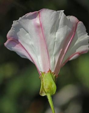 Fotografia 5 da espécie Calystegia collina no Jardim Botânico UTAD