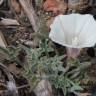 Fotografia 7 da espécie Calystegia collina do Jardim Botânico UTAD