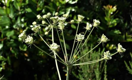 Fotografia da espécie Margotia gummifera