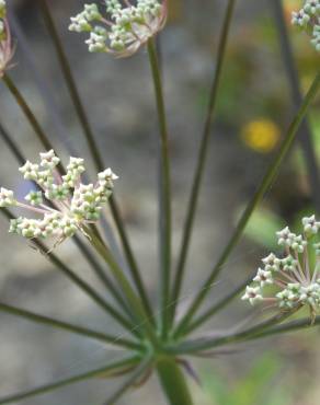 Fotografia 1 da espécie Margotia gummifera no Jardim Botânico UTAD