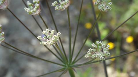 Fotografia da espécie Margotia gummifera