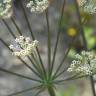 Fotografia 1 da espécie Margotia gummifera do Jardim Botânico UTAD