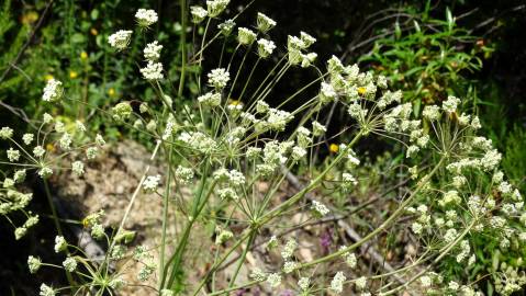 Fotografia da espécie Margotia gummifera