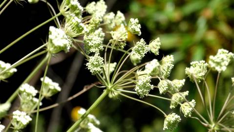 Fotografia da espécie Margotia gummifera