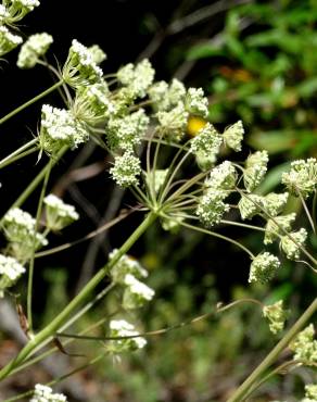 Fotografia 8 da espécie Margotia gummifera no Jardim Botânico UTAD