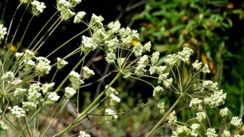 Fotografia da espécie Margotia gummifera