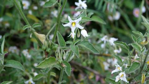 Fotografia da espécie Solanum chenopodioides