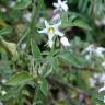 Fotografia 17 da espécie Solanum chenopodioides do Jardim Botânico UTAD