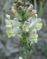 Fotografia da espécie Antirrhinum meonanthum