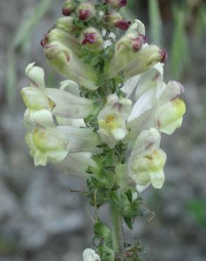 Fotografia 1 da espécie Antirrhinum meonanthum no Jardim Botânico UTAD