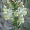 Fotografia 1 da espécie Antirrhinum meonanthum do Jardim Botânico UTAD