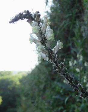 Fotografia 16 da espécie Antirrhinum meonanthum no Jardim Botânico UTAD