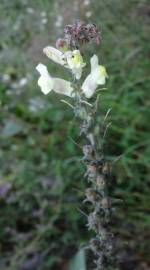 Fotografia da espécie Antirrhinum meonanthum