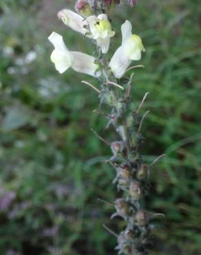 Fotografia 17 da espécie Antirrhinum meonanthum no Jardim Botânico UTAD