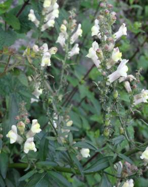 Fotografia 18 da espécie Antirrhinum meonanthum no Jardim Botânico UTAD