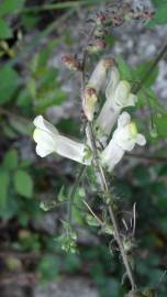 Fotografia da espécie Antirrhinum meonanthum