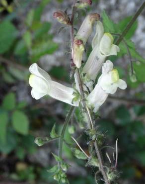 Fotografia 19 da espécie Antirrhinum meonanthum no Jardim Botânico UTAD