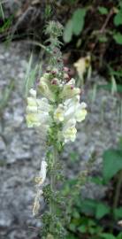 Fotografia da espécie Antirrhinum meonanthum