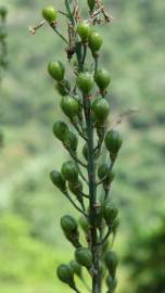 Fotografia da espécie Asphodelus serotinus