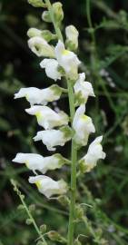 Fotografia da espécie Antirrhinum graniticum