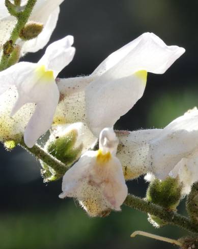 Fotografia de capa Antirrhinum graniticum - do Jardim Botânico