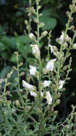Fotografia da espécie Antirrhinum graniticum