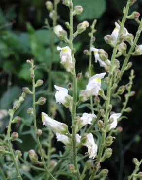 Fotografia 18 da espécie Antirrhinum graniticum no Jardim Botânico UTAD