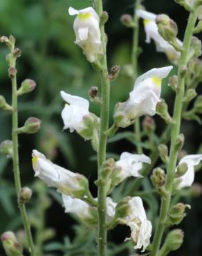 Fotografia 19 da espécie Antirrhinum graniticum no Jardim Botânico UTAD