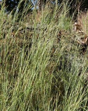 Fotografia 6 da espécie Hyparrhenia hirta subesp. pubescens no Jardim Botânico UTAD