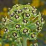 Fotografia 5 da espécie Euphorbia characias subesp. characias do Jardim Botânico UTAD