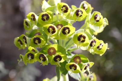 Fotografia da espécie Euphorbia characias subesp. characias