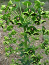 Fotografia da espécie Euphorbia characias subesp. characias