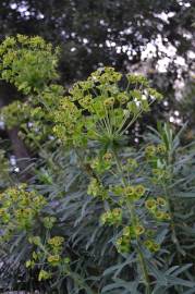 Fotografia da espécie Euphorbia characias subesp. characias