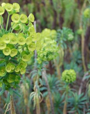 Fotografia 9 da espécie Euphorbia characias subesp. characias no Jardim Botânico UTAD